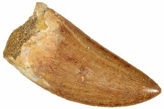 Serrated, Carcharodontosaurus Tooth - Beautiful Tooth #241370