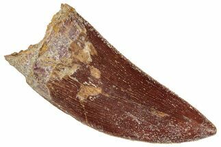 Serrated, Carcharodontosaurus Tooth - Real Dinosaur Tooth #241371