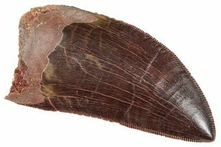 Serrated, Carcharodontosaurus Tooth - Stunning Preservation #241380