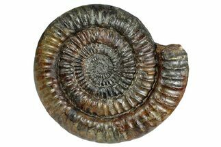 Jurassic Ammonite (Coroniceras) - Germany #241440