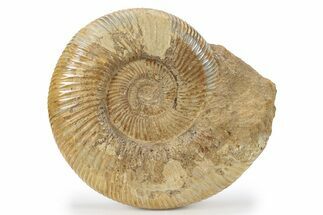 Jurassic Ammonite (Perisphinctes) - Madagascar #241566