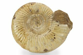 Jurassic Ammonite (Perisphinctes) - Madagascar #241578