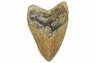 Fossil Megalodon Tooth - North Carolina #236875