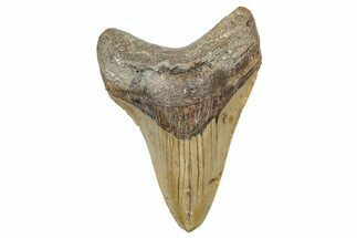 Fossil Megalodon Tooth - North Carolina #236885