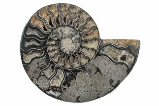 Cut & Polished Ammonite Fossil (Half) - Unusual Black Color #241520
