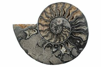 Cut & Polished Ammonite Fossil (Half) - Unusual Black Color #241521