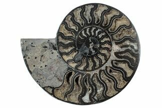 Cut & Polished Ammonite Fossil (Half) - Unusual Black Color #241540