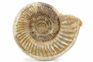 Jurassic Ammonite (Kranosphinctes) - Madagascar #241640