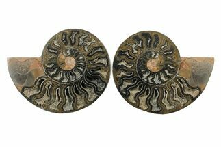 Cut & Polished Ammonite Fossil - Unusual Black Color #241534