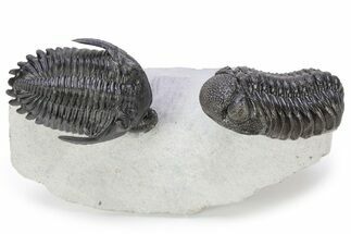 Hollardops Trilobite With Morocops & Gerastos #241502