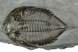 Dalmanites Trilobite Fossil - New York #241921