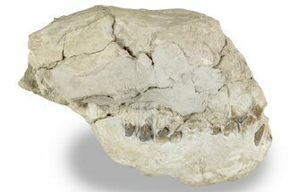 Bargain, Fossil Oreodont (Merycoidodon) Skull - South Dakota #241839
