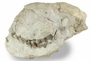 Bargain, Fossil Oreodont (Merycoidodon) Skull - South Dakota #241839