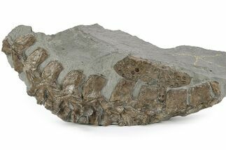 Jurassic Crocodile (Steneosaurus) Vertebrae & Scutes - England #242197