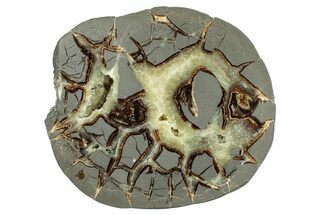 Polished Septarian Nodule Half - Utah #242002