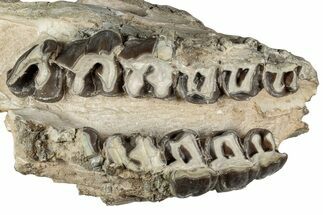 Fossil Running Rhino (Hyracodon) Upper Skull - South Dakota #242023
