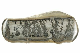 Triassic Aged Stromatolite Fossil - England #242139
