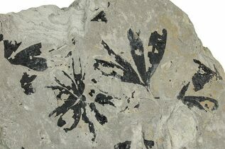 Plant Fossils For Sale
