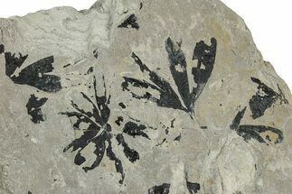 Jurassic Fossil Leaf (Ginkgo) Plate - England #242161