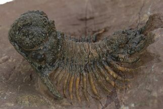 Acanthopyge (Lobopyge) Trilobite - Atchana, Morocco #242128