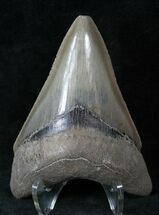 Serrated Megalodon Tooth - Medway Sound, GA #14469