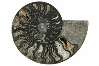 Cut & Polished Ammonite Fossil (Half) - Unusual Black Color #241547