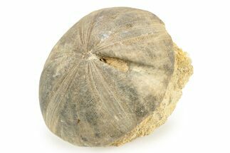 Jurassic Sea Urchin (Clypeus) Fossil - England #242204