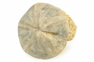 Jurassic Sea Urchin (Clypeus) Fossil - England #242205
