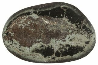 Polished Fish Coprolite (Fossil Poo) Nodule Half - Scotland #242073