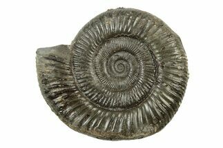 Ammonite (Dactylioceras) Fossil - England #242268