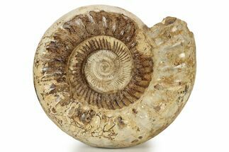 Jurassic Ammonite (Kranosphinctites?) Fossil - Madagascar #242304