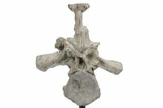 Fossil Phytosaur Vertebra With Metal Stand - Arizona #242298