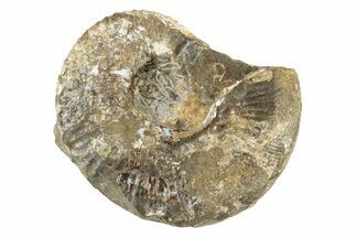 Cretaceous Fossil Ammonite (Hoploscaphities) - South Dakota #242534