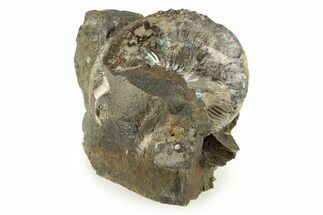 Cretaceous Fossil Ammonite (Hoploscaphities) - South Dakota #242538