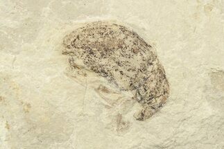 Detailed Fossil Weevil (Snout Beetle) - Green River Formation #242695