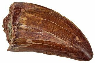 Serrated, Carcharodontosaurus Tooth - Real Dinosaur Tooth #241402