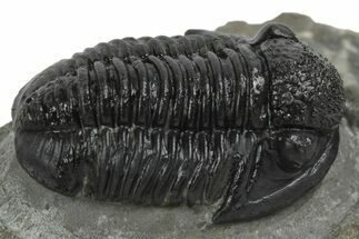 Detailed Gerastos Trilobite Fossil - Morocco #242731