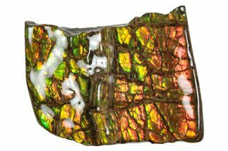Iridescent Ammolite (Fossil Ammonite Shell) - Alberta #242966