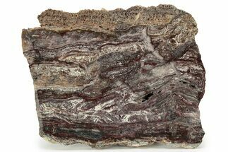 Rare North Pole Dome Stromatolite Slice - Billion Years #243060