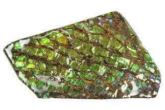Iridescent Ammolite (Fossil Ammonite Shell) - Green & Blue #242985