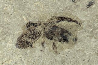 Detailed Fossil Weevil (Snout Beetle) - Green River Formation #242746