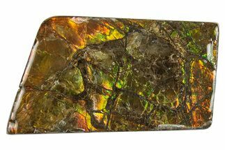 Iridescent Ammolite (Fossil Ammonite Shell) - Alberta #242996