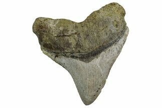 Rare Fossil Megalodon Tooth - Bakersfield, CA #243183