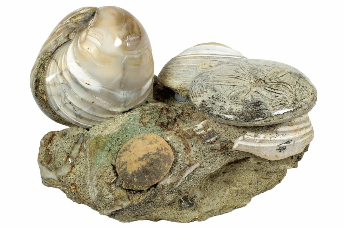 4.2" Cluster Of Polished Fossil Sand Dollars & Clams California