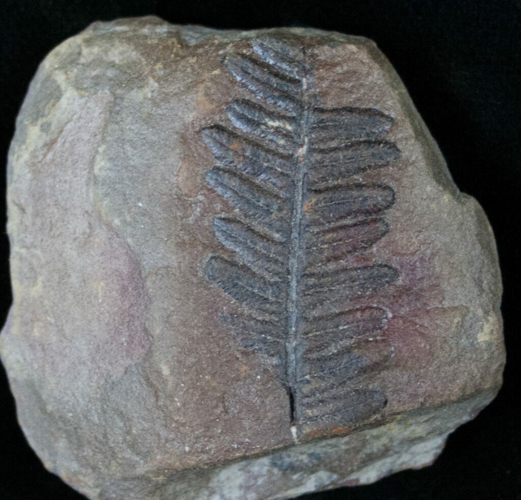 300 Million Year Old Fern Fossil (#14515) For Sale - FossilEra.com