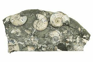 Jurassic Ammonite (Kosmoceras) Cluster - England #243471