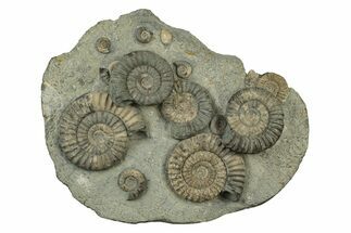 Fossil Ammonite (Arnioceras) Cluster - Holderness Coast, England #243474