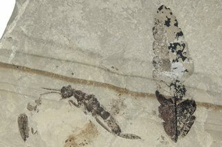 Fossil Wasp With Leaf (Pos/Neg) - Colorado #243390