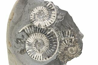 Fossil Ammonite (Arnioceras) Cluster - Klive, England #243500