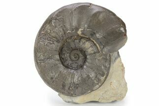 Triassic Ammonite (Ceratites compressus) Fossil - Germany #243501